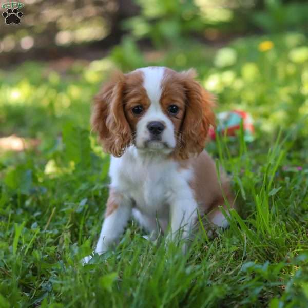 Wyatt, Cavalier King Charles Spaniel Puppy